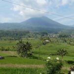 Bali Reisfelder Bali Reisfelder